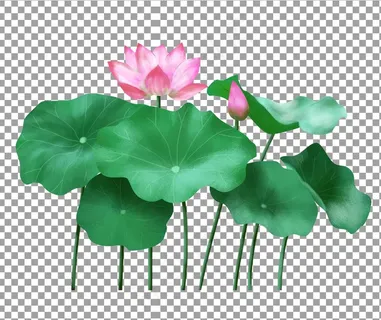 手绘荷花图片 手绘荷花图片