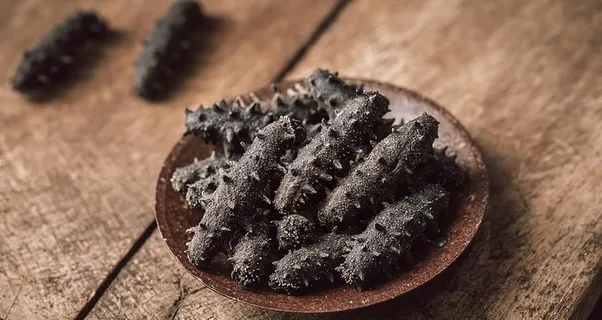 海参摄影图图片 海参摄影图图片