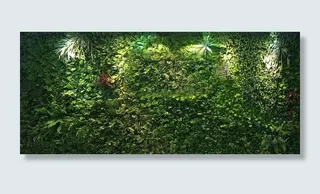 绿植墙面图片