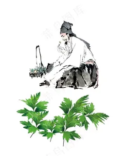 艾草素材图片
