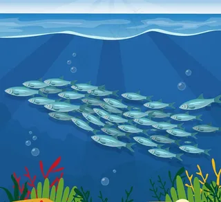 美丽海底银色鱼群图片