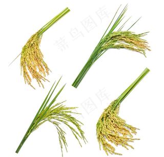水稻图片