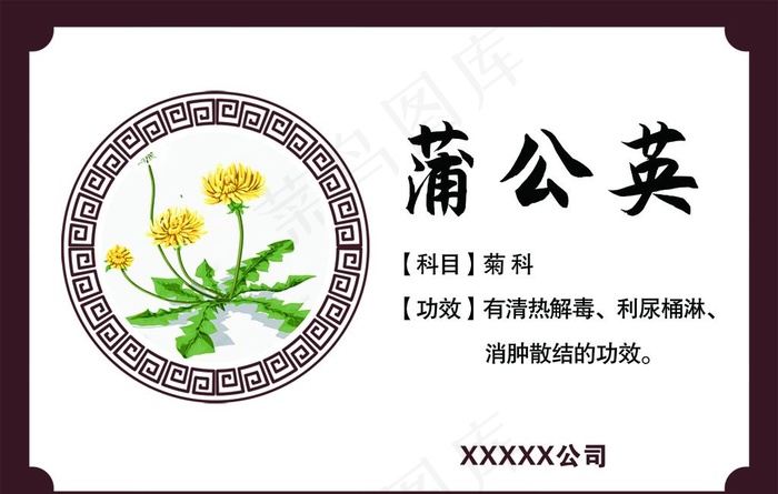蒲公英功效 蒲公英药效图片psd模版下载