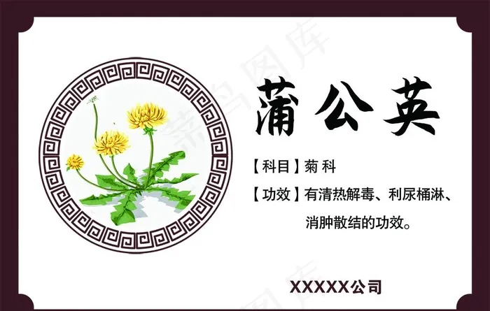 蒲公英功效 蒲公英药效图片