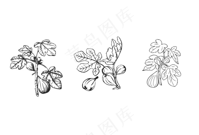 无花果图片ai矢量模版下载