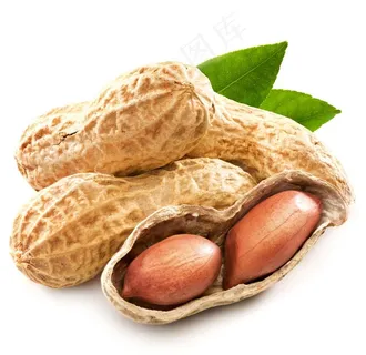 花生图片