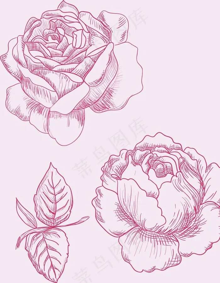 玫瑰花图片psd模版下载