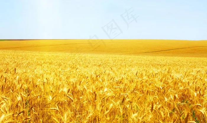 麦浪图片