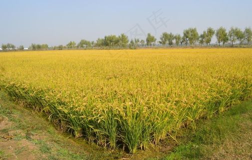 金色稻田图片