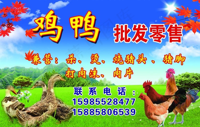 鸡鸭批发零售图片(7087X4725(DPI:120))psd模版下载