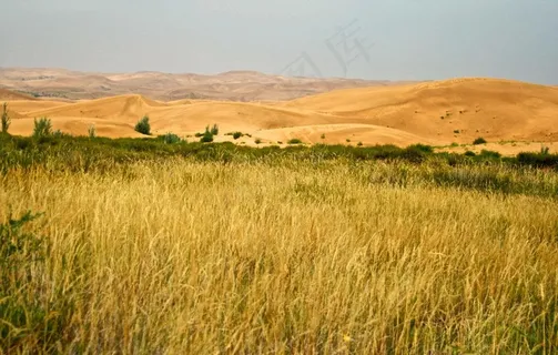 沙漠中的草原图片