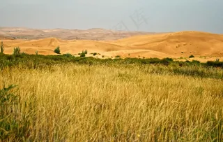 沙漠中的草原图片