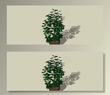 盆栽植物图片 盆栽植物图片