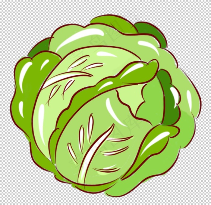 包菜手绘图片
