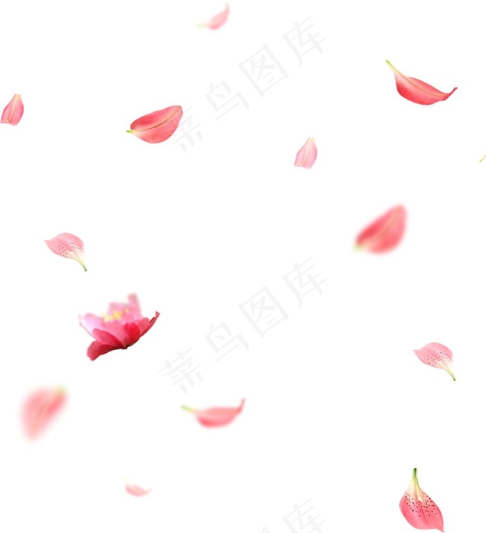 花瓣素材大图图片