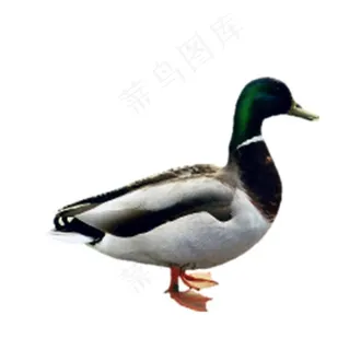 鸭子图片 鸭子图片