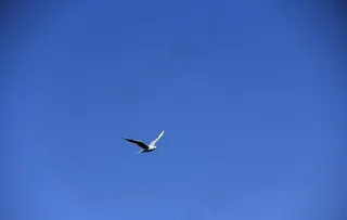 飞翔的海欧图片