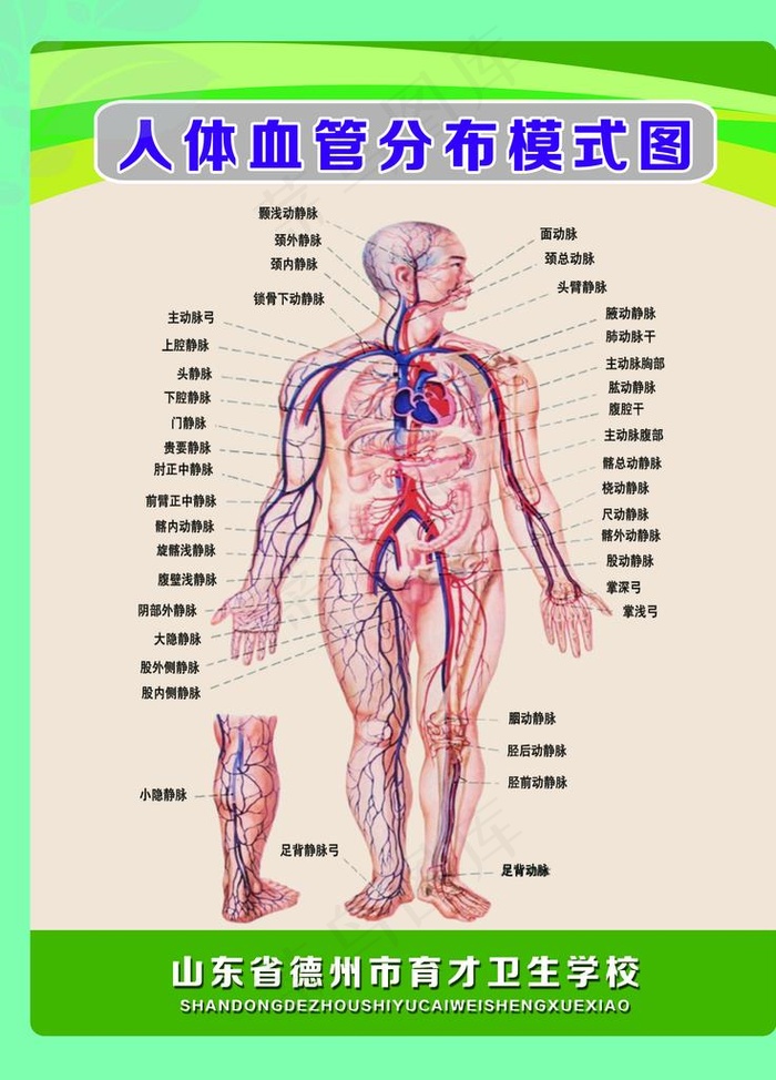 人体血管分布模式图图片