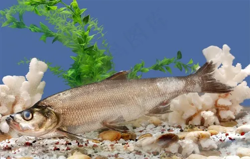 翘壳图片 翘壳图片