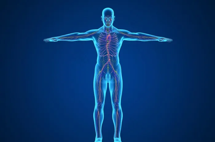 人体骨骼内脏血液图片