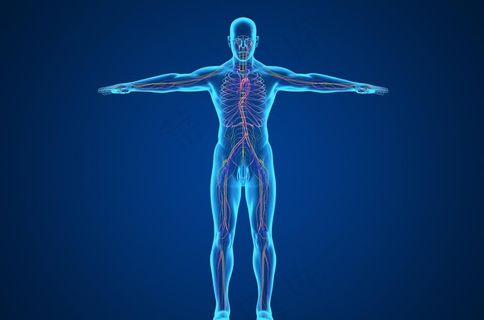 人体骨骼内脏血液图片