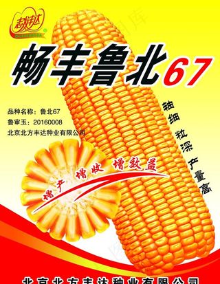 玉米海报图片