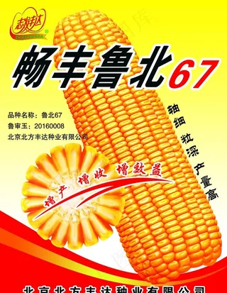 玉米海报图片