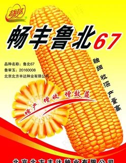 玉米海报图片 玉米海报图片