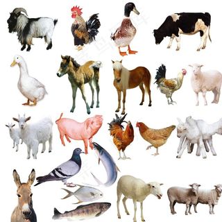 家禽家畜图片