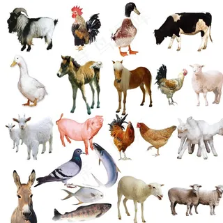 家禽家畜图片 家禽家畜图片