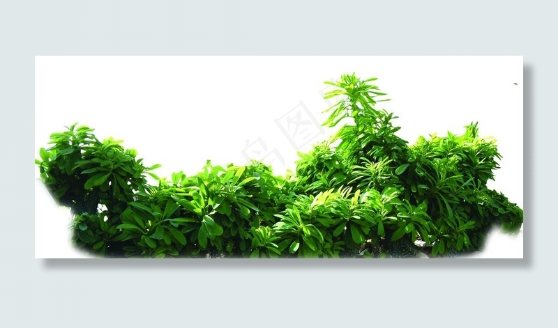 灌木丛图片psd模版下载