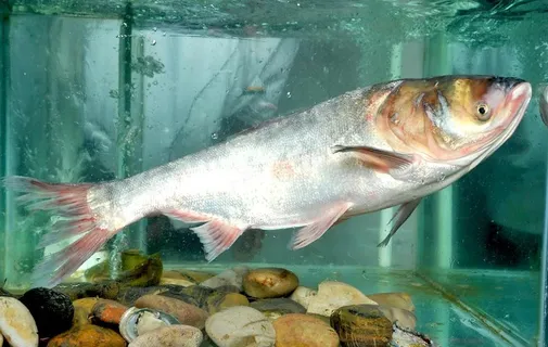 胖头鱼图片 胖头鱼图片