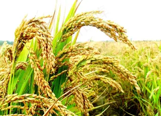 水稻图片