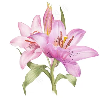 百合花图片 百合花图片