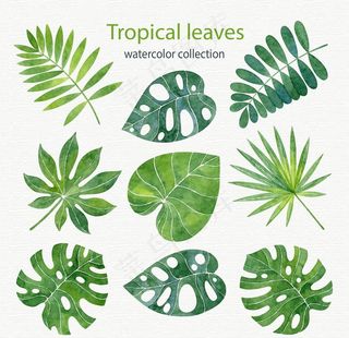 水彩绘热带树叶矢量素材图片
