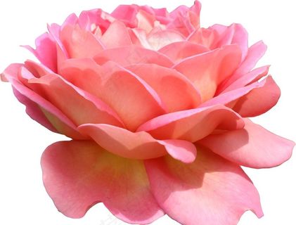 花朵图片 花朵图片