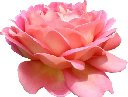 花朵图片 花朵图片
