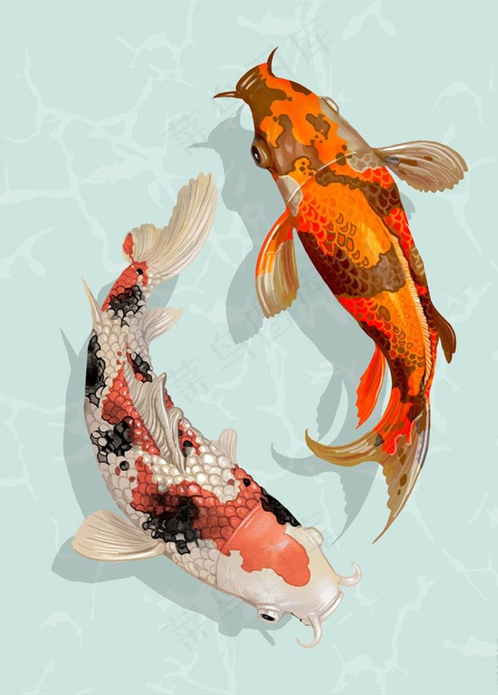 锦鲤鱼图片