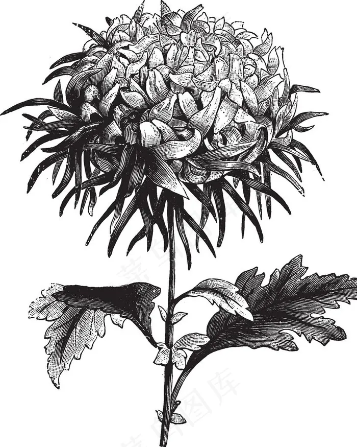 线描植物图片eps,ai矢量模版下载