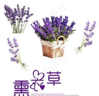 熏衣草图片