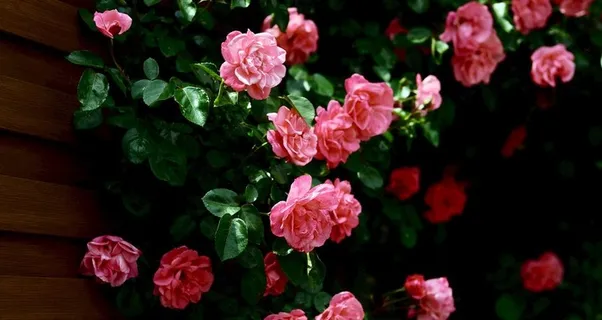 电脑桌面壁纸 高清壁纸写真图片