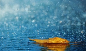 雨中美景图片