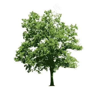 园林树木绿树图片