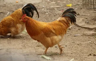 果园走地鸡图片