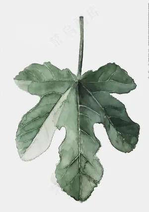 北欧小清新植物叶子图片