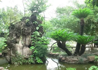 中山詹园钟乳石与铁树图片