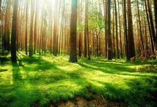 美丽的大自然森林风景图图片