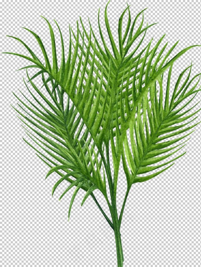 绿植水彩插画图片