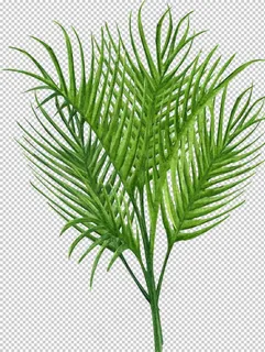 绿植水彩插画图片