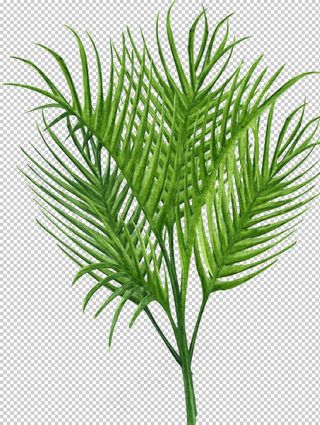 绿植水彩插画图片